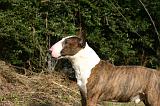 BULL TERRIER MINIATURE 315